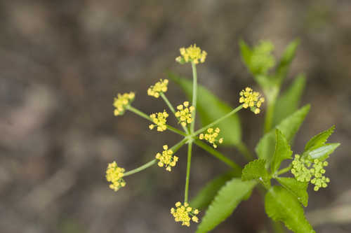 Thaspium trifoliatum var. aureum #40